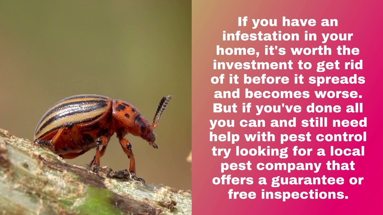 Pest Control Cedar City- How to save money on pest control services