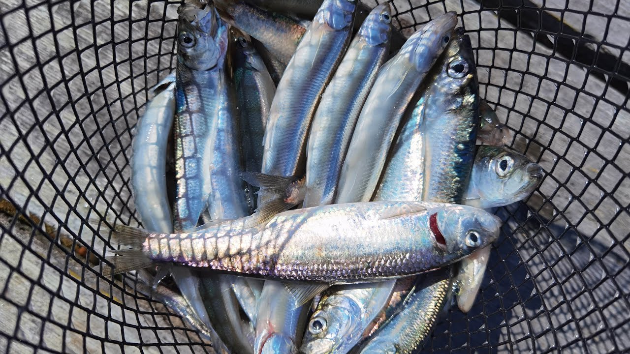 Smelt and herring fishing in Washington State - Catch and Cook