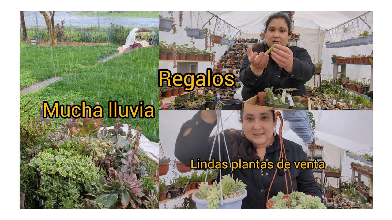 trasplantando los regalitos que me regalaron y tuvimos lluvia de nuevo