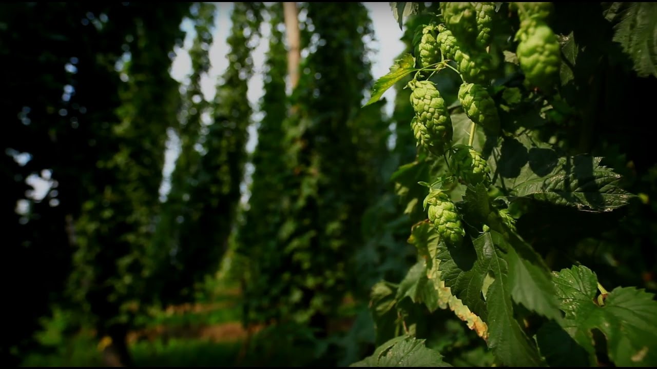 Das bierigste Bier Österreichs - So entsteht es