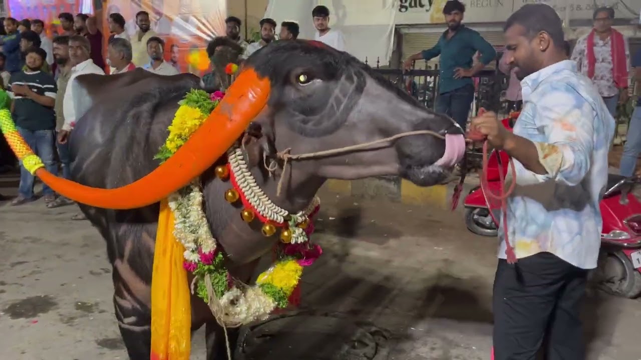 Sadar festival @ Hyderabad 