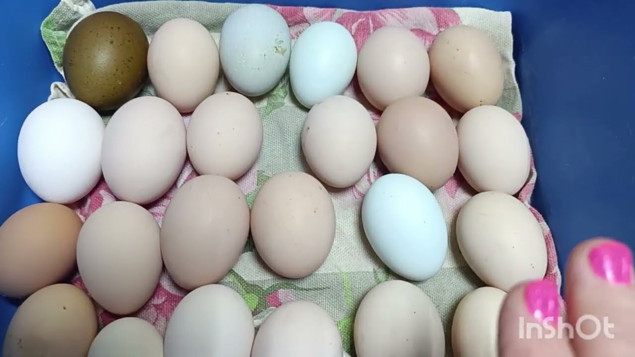 Сбор яиц 🥚 и окончательный подсчёт.🐔🤔