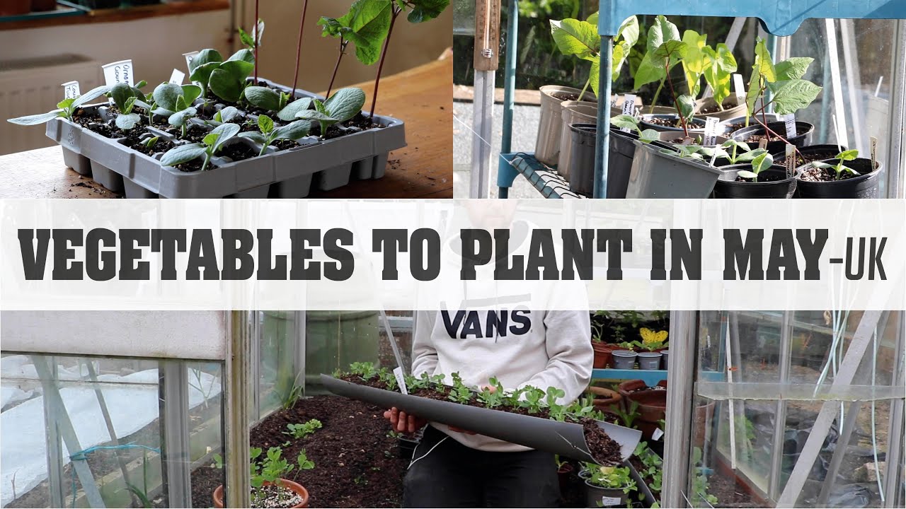 What vegetables to plant in May | UK