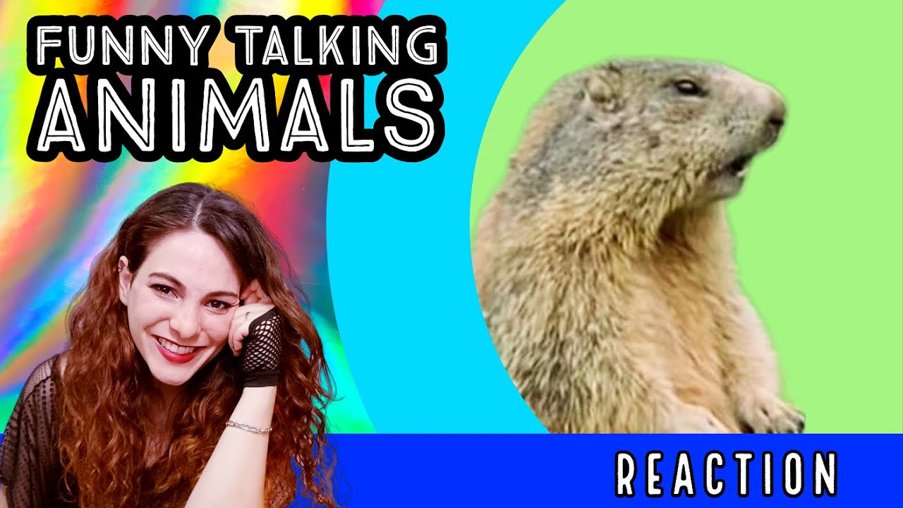 FUNNY TALKING ANIMALS - Special Best Of! - Reaction!