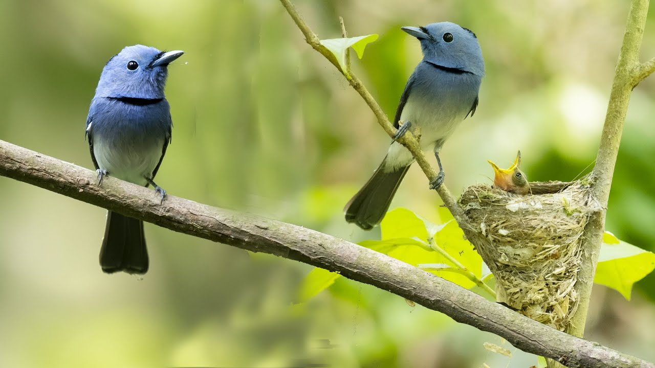 Black naped Monarch Feeding Their Chicks | Monarch Bird | Black naped Monarch |