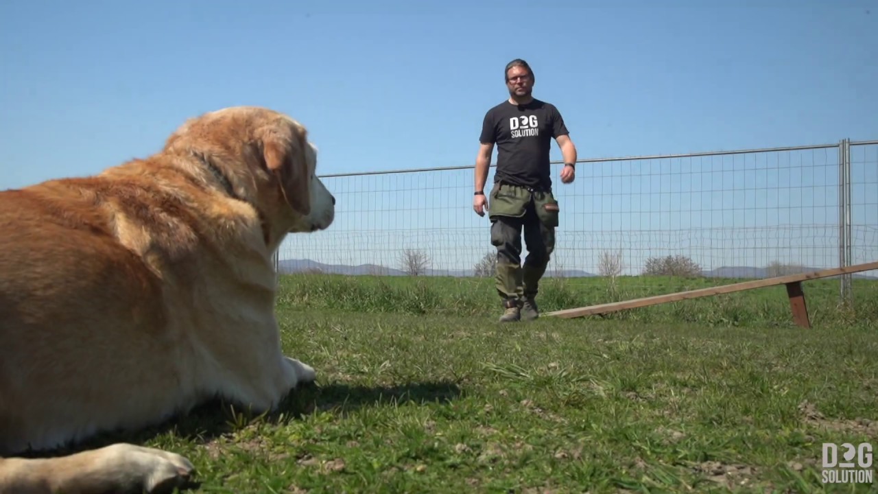 Dog Solution Extra - TIPPEK 01 - Keresés tanítás