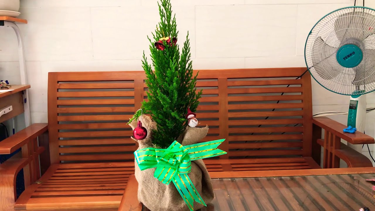 Cây Sơn Tùng Noel- cách chăm sóc  #caydeban #trangtrinoithat #caysontung #cayvanphong #cayphongthuy