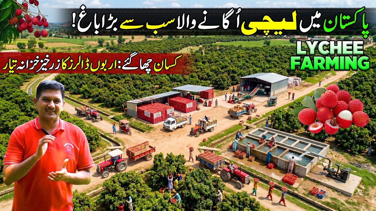 Pakistan&rsquo;s Biggest Lychee Farm 🍒 | Million Dollar Fruit Farming in Pakistan -  Discover Pakistan