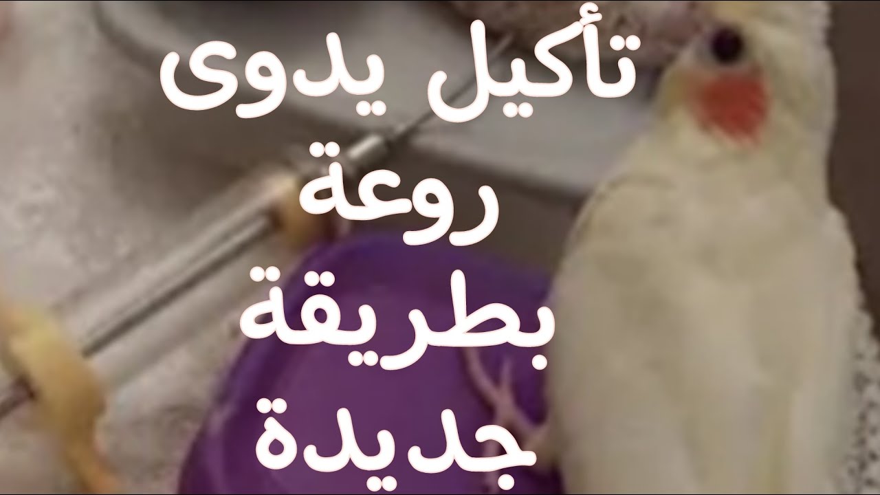 تأكيل يدوى معجزة  لزيادة إنتاج طيور الزينة  سعرة مناسب ونتائج مذهلة ❗️طريقة جديدة لتقديمة