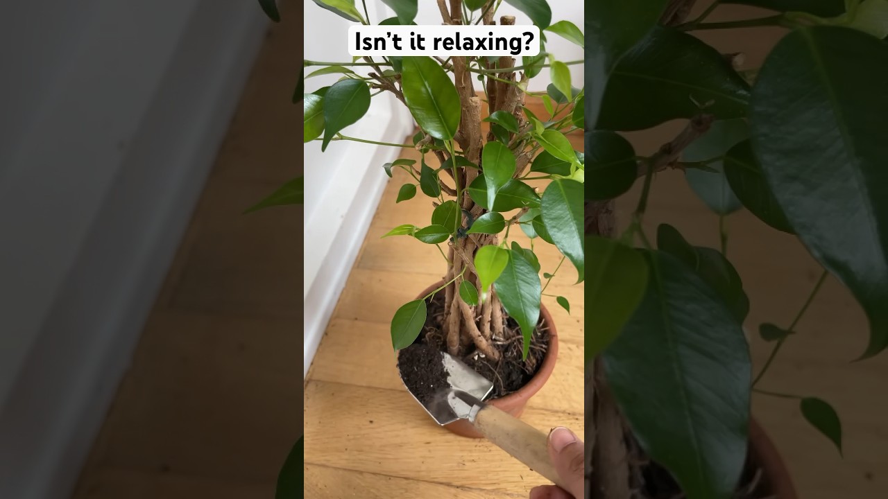 Relaxing repotting of Ficus benjamina. #ficusplant #plants #houseplants #indoorplants #shorts