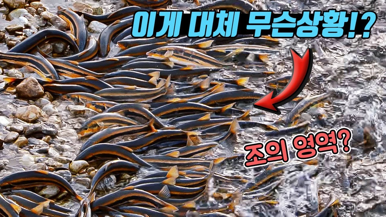 우리나라 하천 맞습니다 ㄷㄷ 물고기떼가 너무 많아 물밖으로 나올지경이네요. 조의영역?? [생도다큐]