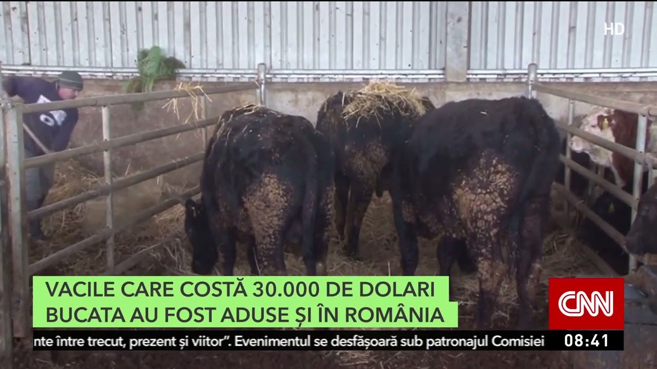 Un român a dat lovitura cu cea mai scumpă carne din lume. Un kilogram costă chiar şi 400 de dolari