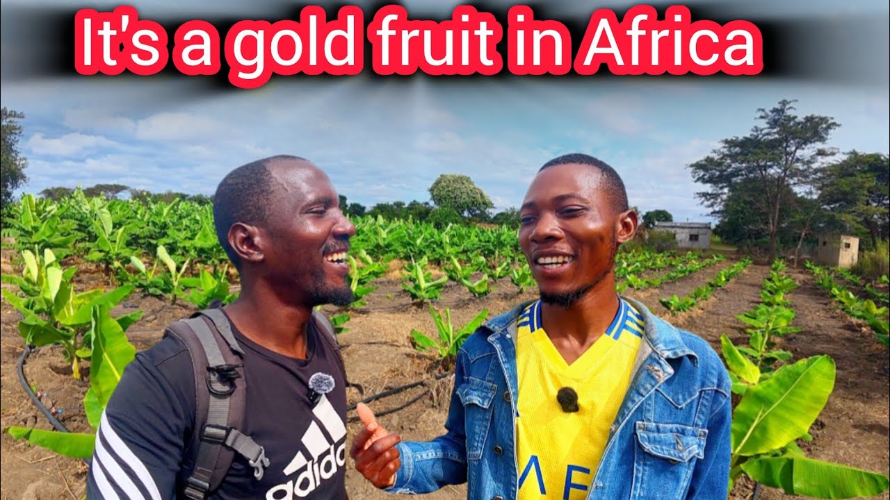 Making money off Banana farming in Zambia