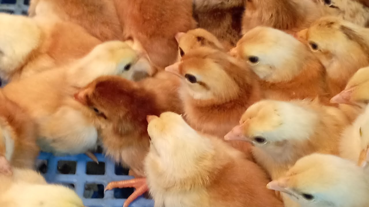 ✅ اليوم 18 والبيض في الفقاصة 🐣🐤