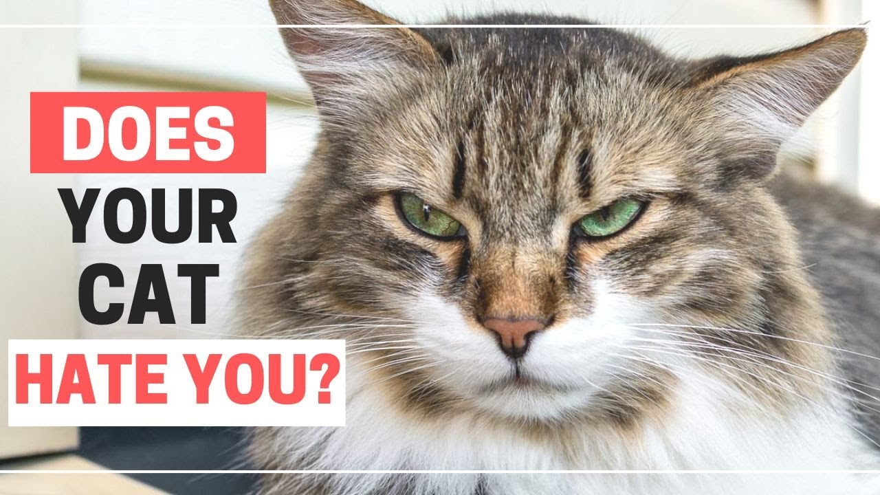 Cat Doesn’t Like You?