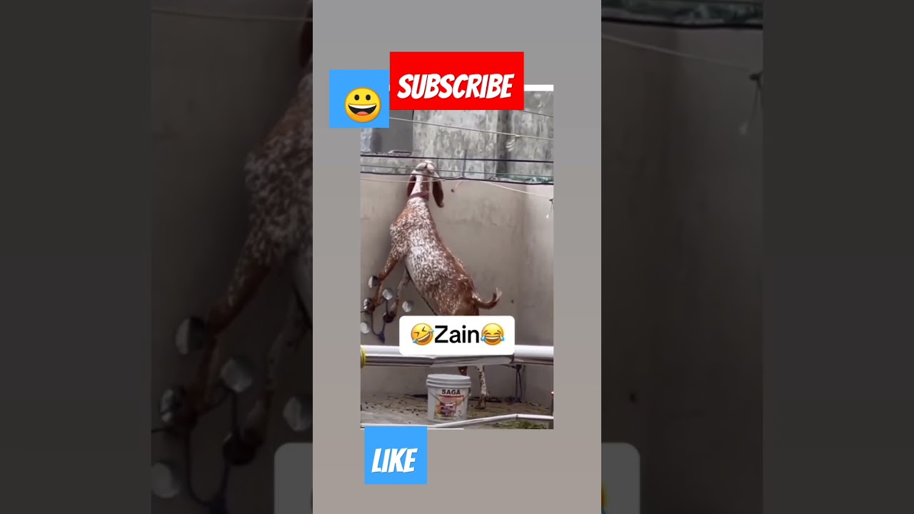 funny goat video🤣#youtubeshorts #daylife #viralvideo #funnyvideo