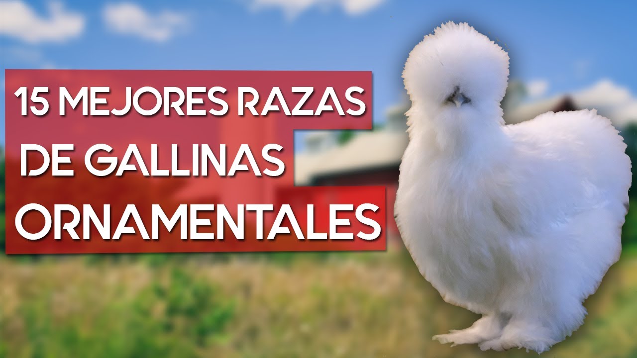 Las 15 mejores razas de gallinas ornamentales del mundo 🐔