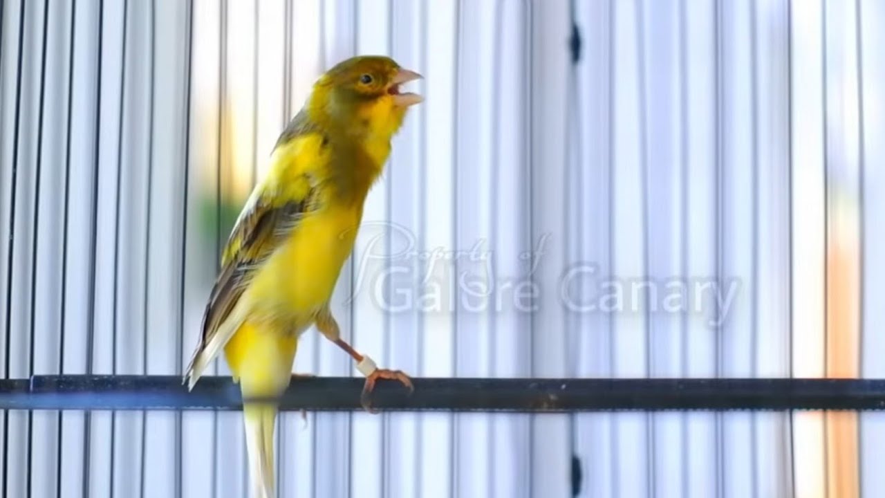 SUARA KENARI CENGKOK ISIAN MEWAH UNTUK MASTERAN BURUNG PAUD DAN PANCINGAN BURUNG MACET