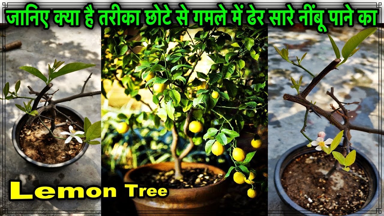 कब और कैसे उगाये नींबू का पौधा नींबू के पेड़ से और पाए ढेर सारे नींबू गमले में लगे छोटे से पौधे से