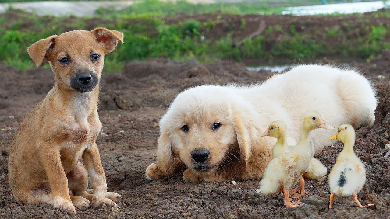 The golden puppy plays with the ducklings and they run around together. So fun and cute.