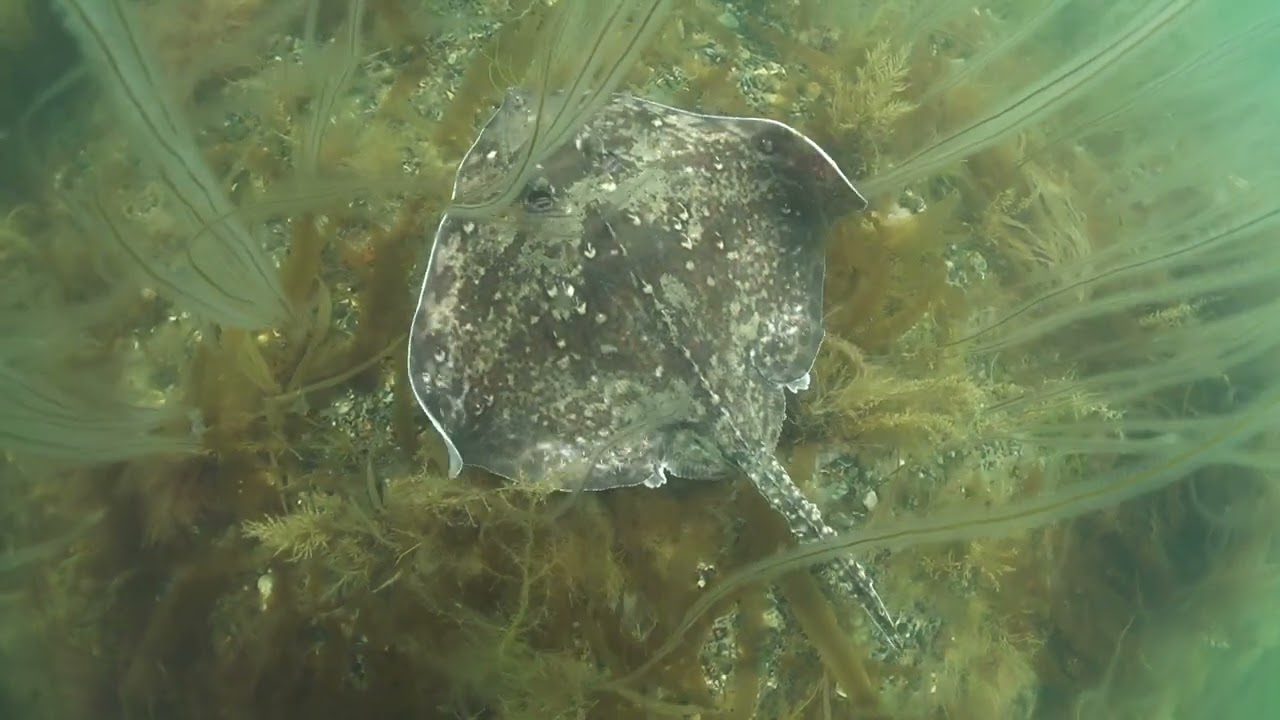 Thornback Ray (Raja clavata) | Isle of Wight