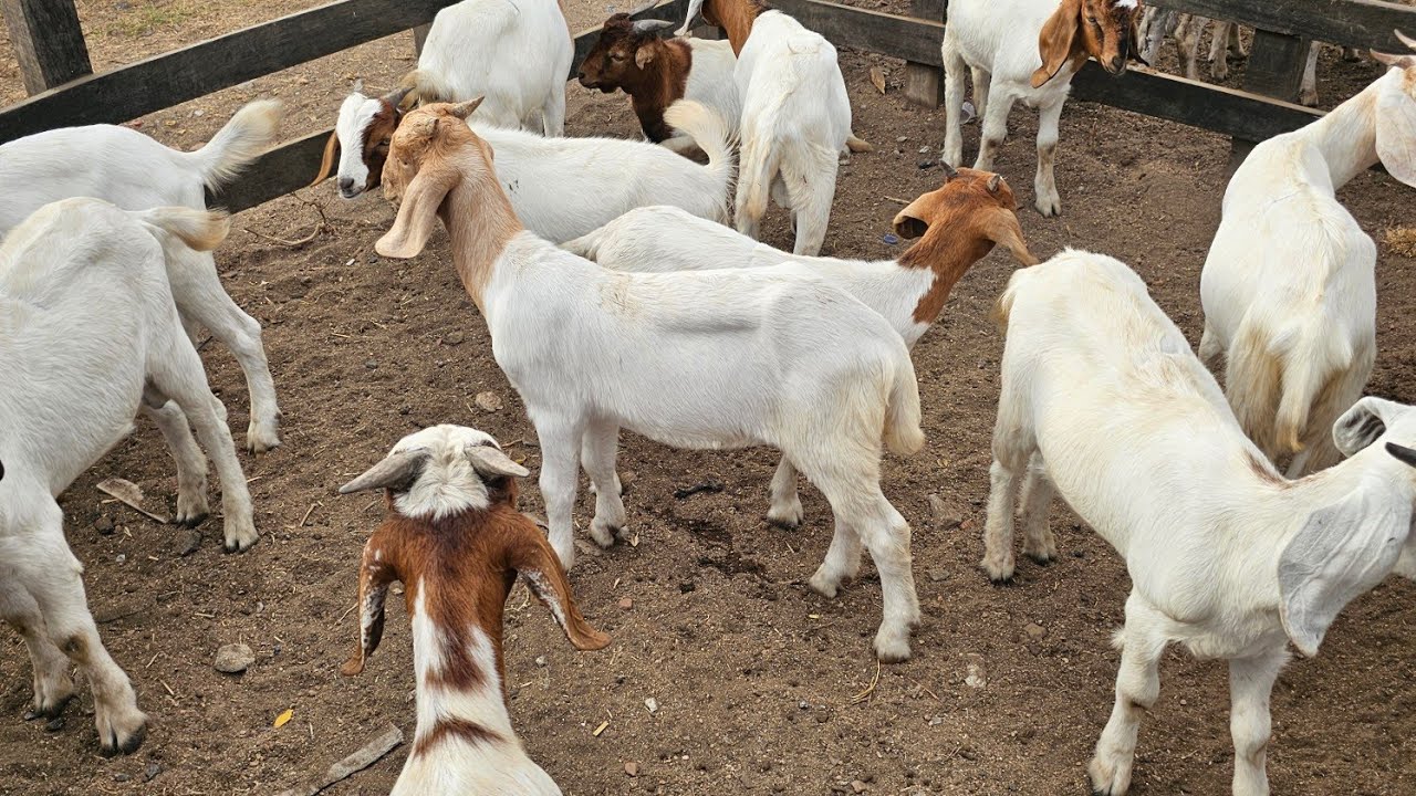 Feira dos ovinos e caprinos de Cachoeirinha PE, dia 29/01/2026.