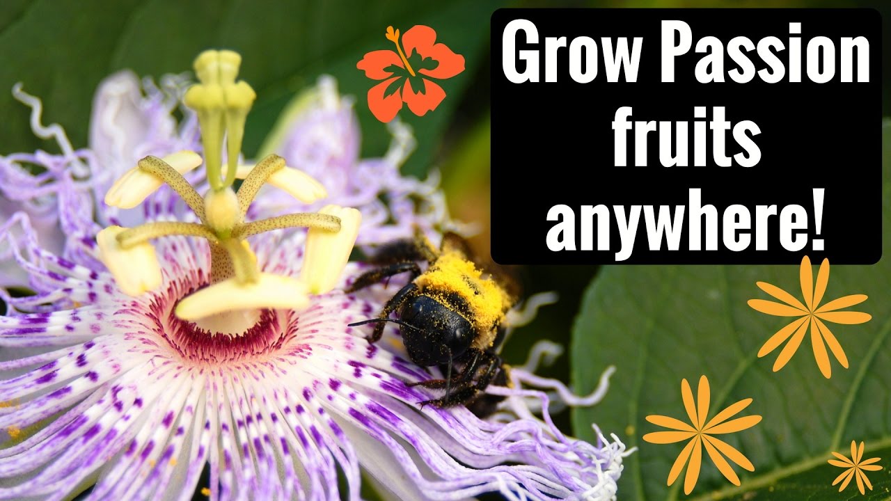Growing, Harvesting and Eating Maypop (Hardy Passion Fruit)