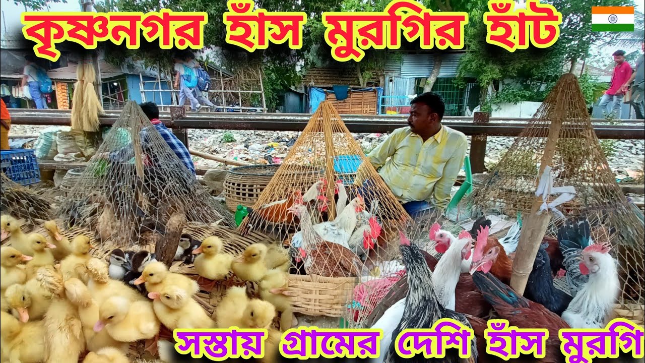 কৃষ্ণনগর হাঁস মুরগীর হাট |Krishnanagar has murgi Market |ভারতের পশু হাঁট| murga market|@SujitDas-147