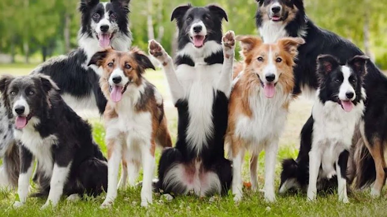 Ch&oacute; Border Collie Nguồn gốc, đặc điểm, c&aacute;ch nu&ocirc;i, gi&aacute; b&aacute;n