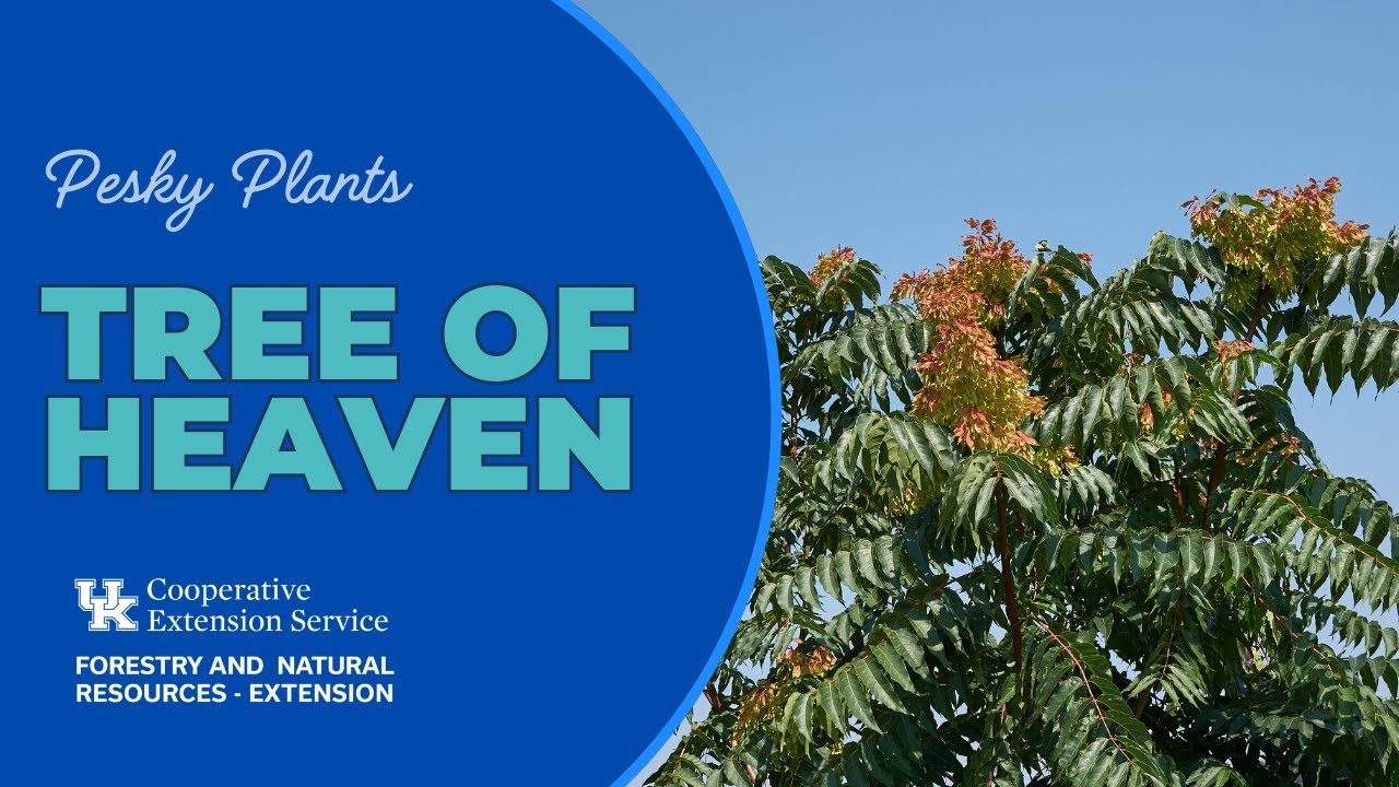 Pesky Plants: Tree of Heaven