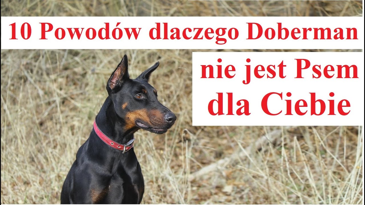 10 Powodów dlaczego Doberman nie jest Psem dla Ciebie