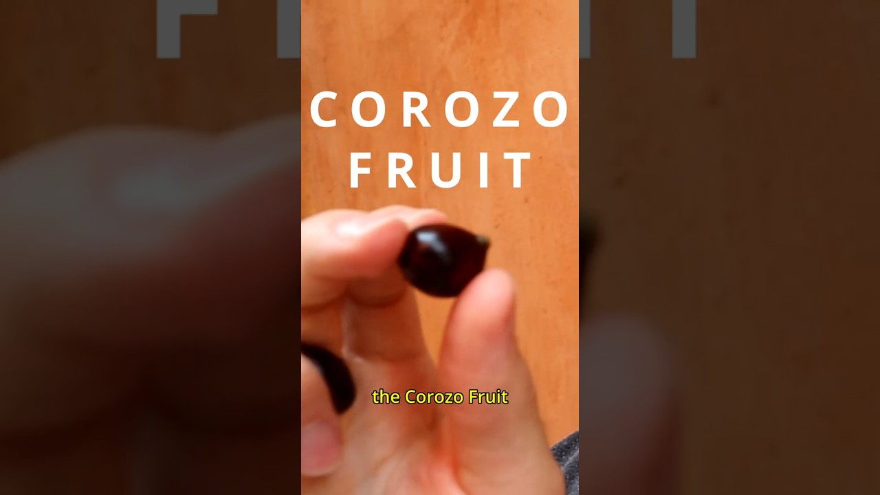 Corozo Fruit - A palm fruit that makes delicious juice!