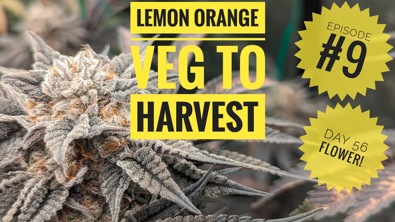 Lemon 🍋 Orange 🍊 Veg To Harvest Episode 9
