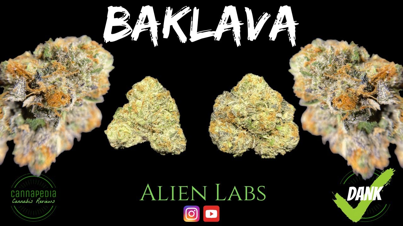 Baklava Strain Review - Alien Labs - Cannapedia