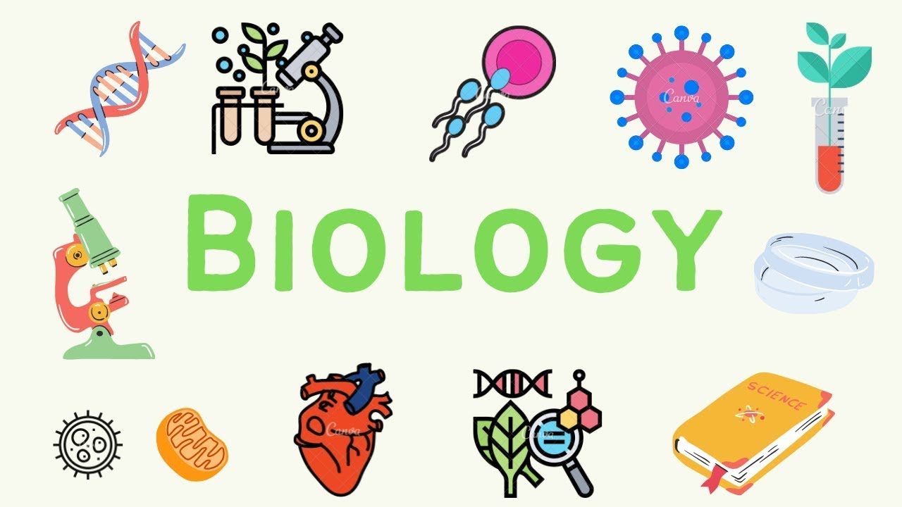 #3 A Level Biology - Transport in mammals 🐒