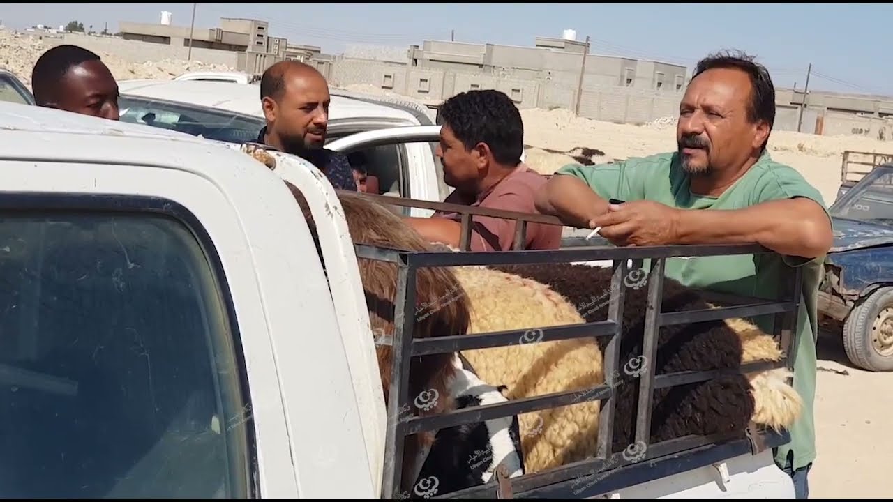 جولة في سوق مواشي اجدابيا. LCNA