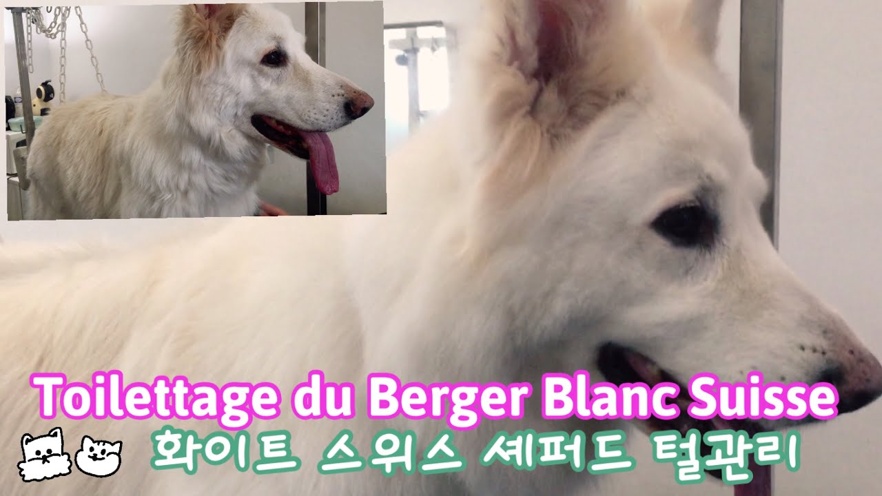 HappyGrooming - Toilettage du Berger Blanc Suisse