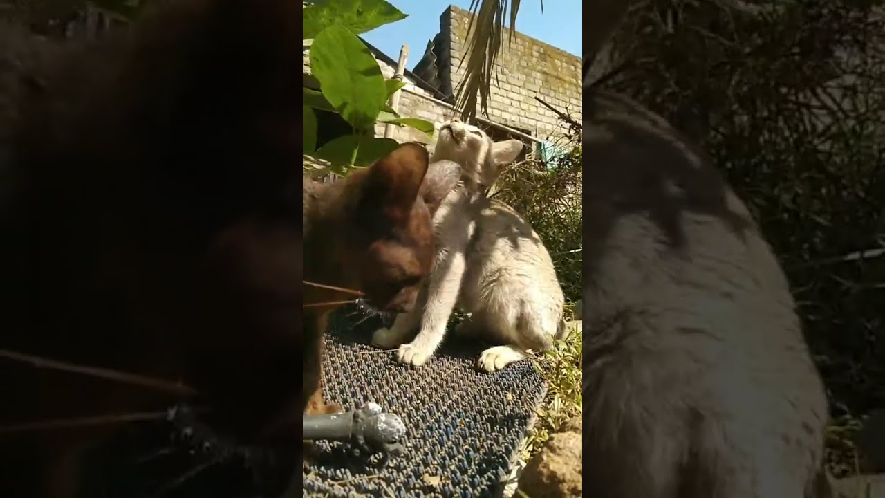 This is daily life cat morning video day 5/365 😻😻😻