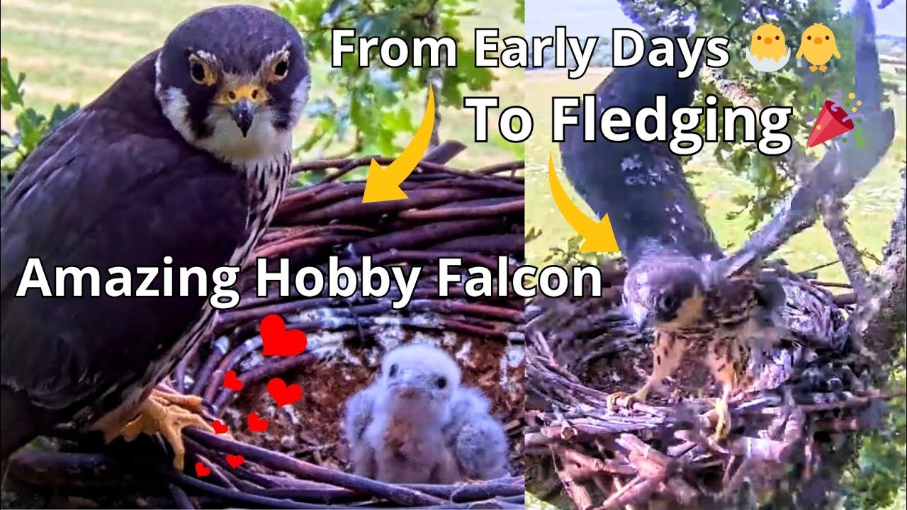 Gorgeous Little Falcon's Story 'From Early Days 🐣🐥 To The Fledging Day 🎉😍'