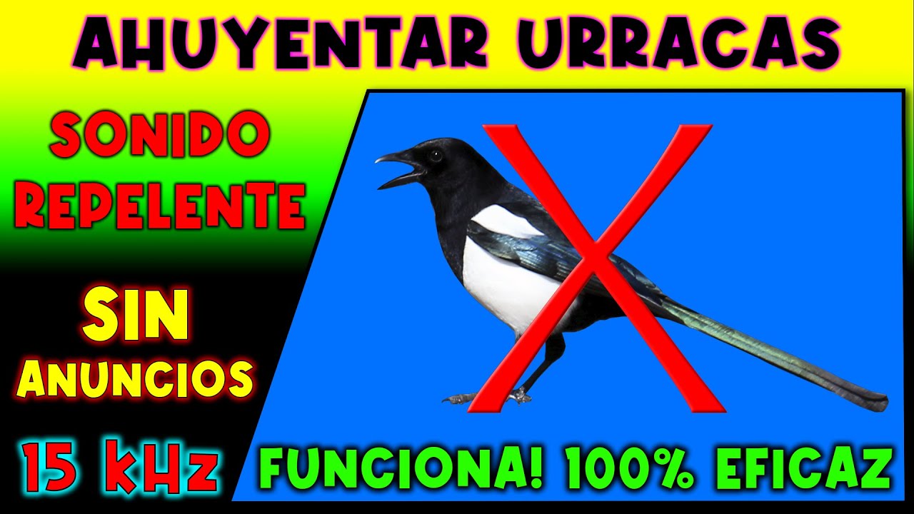 SONIDO PARA AHUYENTAR URRACAS 🚫🐦 REPELENTE DE URRACAS