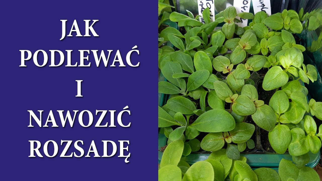 Najczęstsze błędy / Jak prawidłowo podlewać sadzonki / Kiedy i czym nawozić rozsadę /MrsGarden
