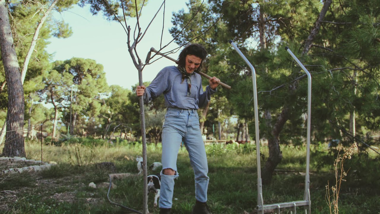 Es el Momento de Plantar Arboles - Nogal de Pecan, Peral de San Juan y más Plataneras
