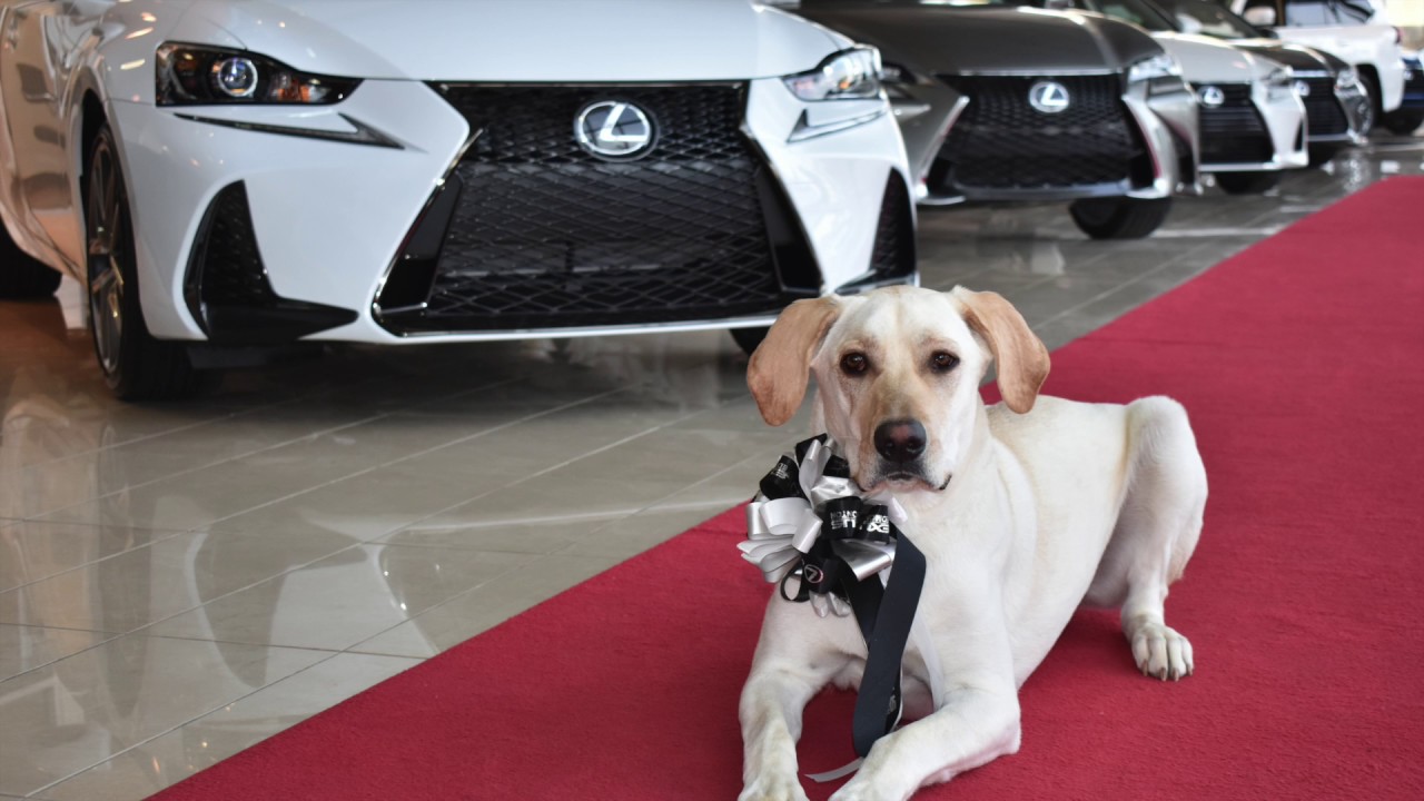 Voices of Lexus of Edmonton