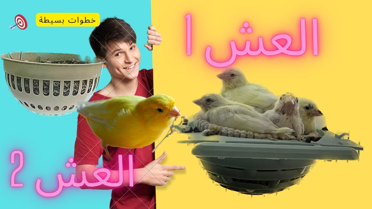 تجهيز زوج الكناري للبطن الثاني (العش الثاني)