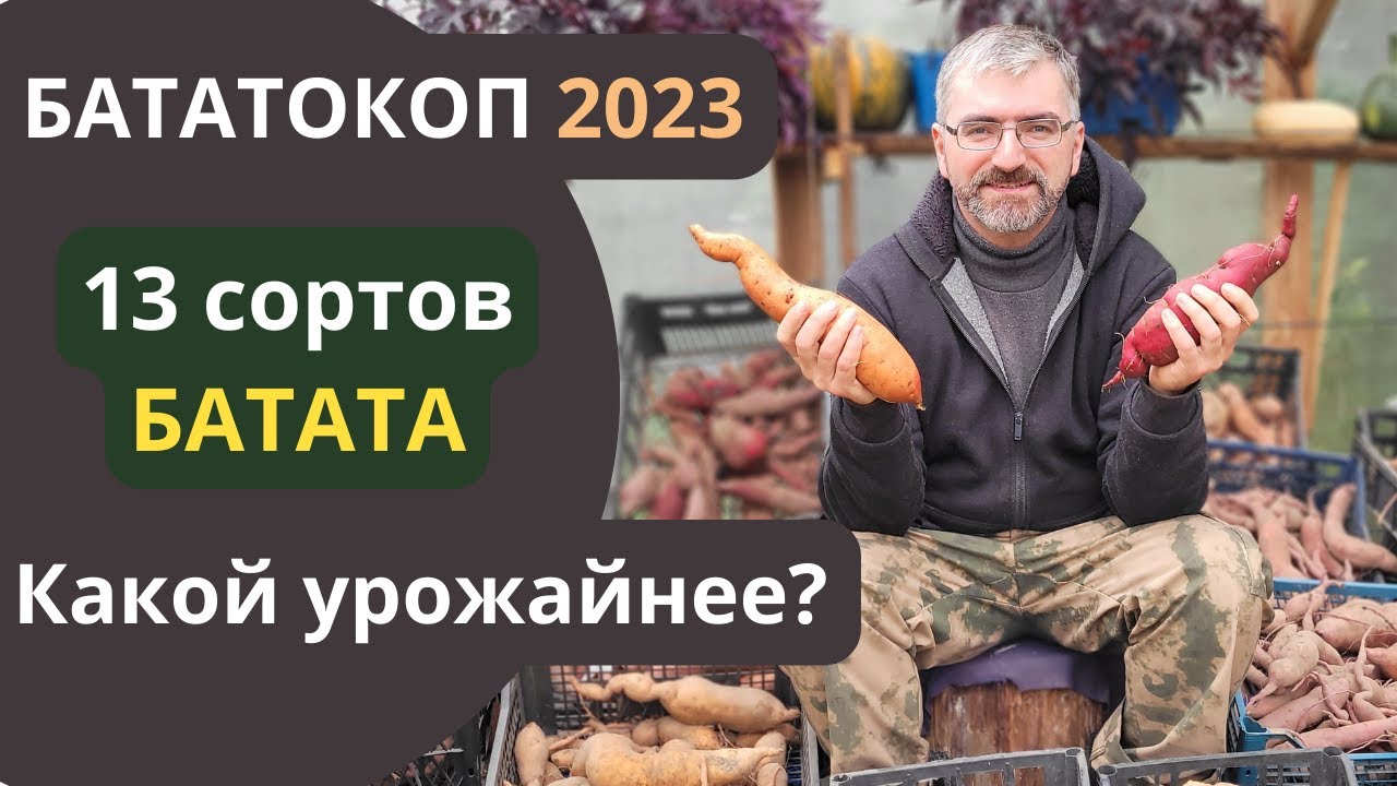 Уборка батата 2023 Все 13 сортов.