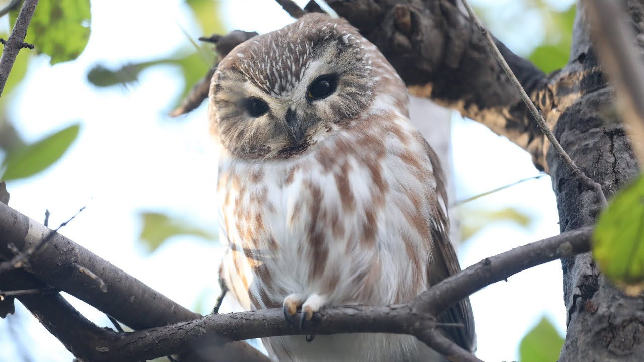 November Birds: Summer Departures and Winter Arrivals!