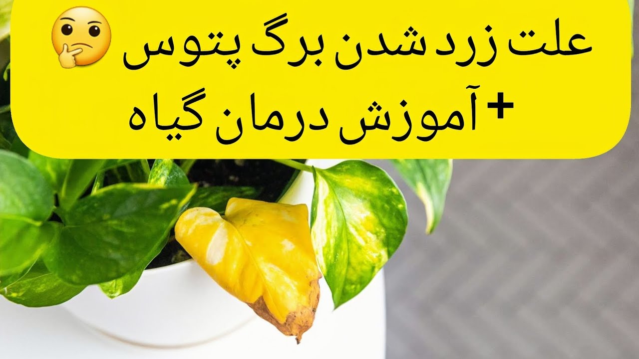 علت زرد شدن و شل شدن برگ پتوس 🥺👆