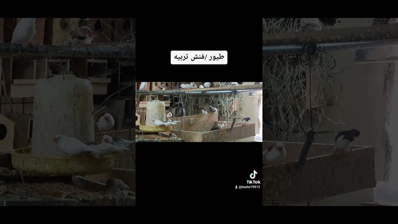 زيبر تربيه جماعي