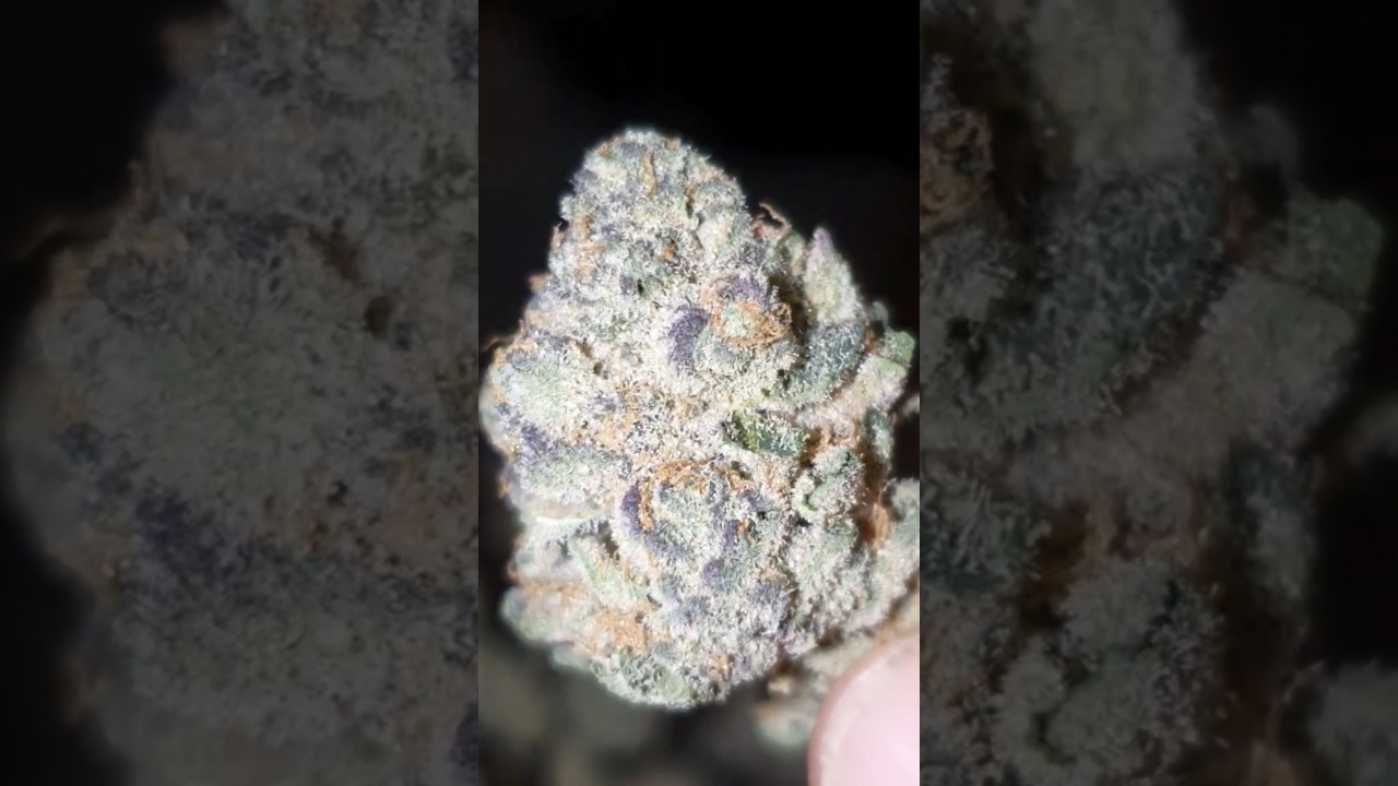 Skywalker og 🍃&nbsp;An Indica-dominant hybrid cross of Mazar, Blueberry, and OG Kush.