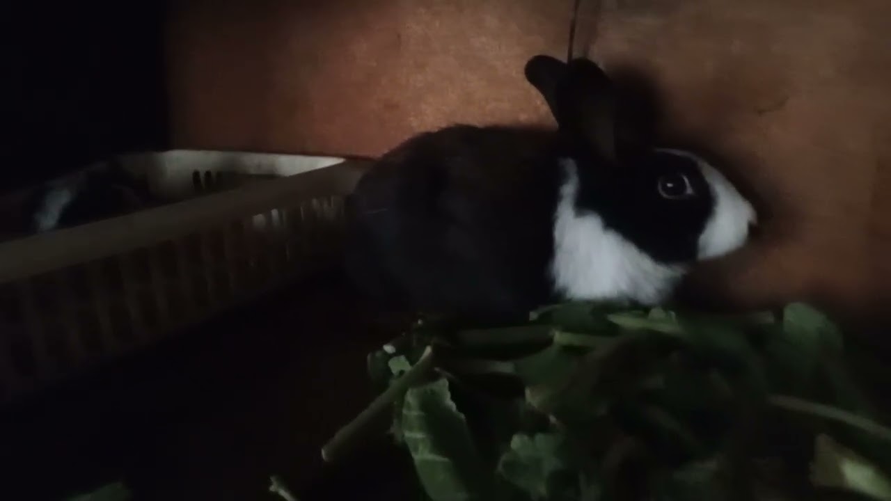 Welcome to @Farm Life -s2n like us and subscribe to our YouTube channel..Rabbit at affordable price 